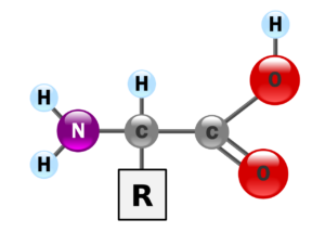 Aminosäuren Molekül