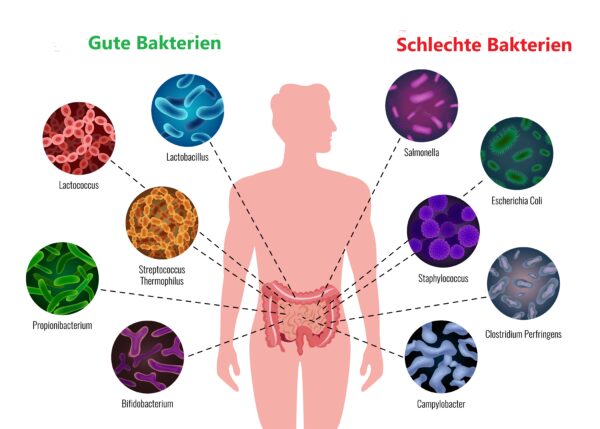 Darmbakterien Abnehmen Infografik