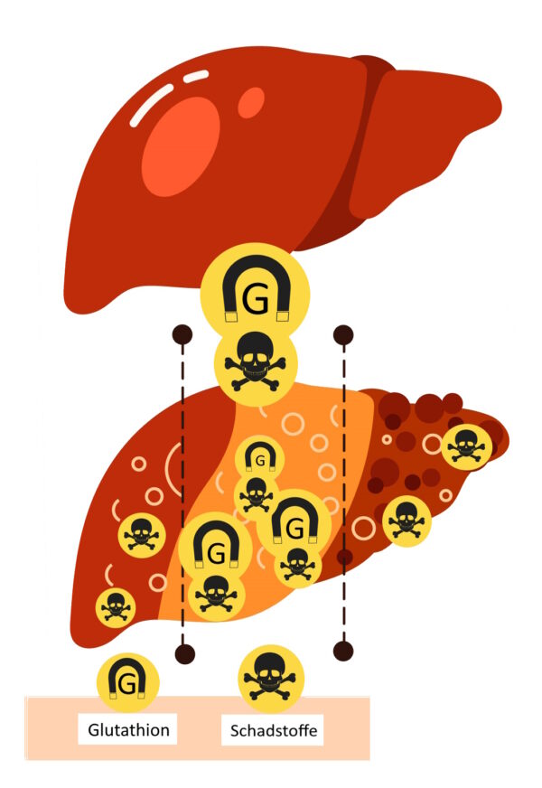 Shape Kapseln Wirkung L-Glutathion Funktion Entgiftung der Leber und Abnehmen Infografik